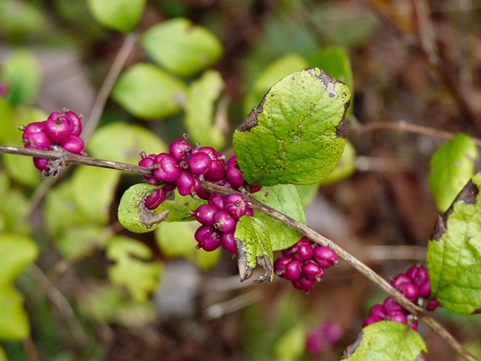 {Symphoricarpos orbiculatus}